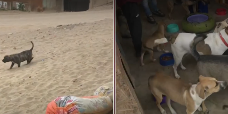 ALBERGUE PARA PERROS NECESITA AYUDA EN MI PERÚ