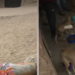 ALBERGUE PARA PERROS NECESITA AYUDA EN MI PERÚ