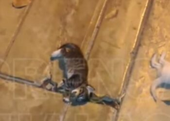 Callao: denuncian que mujer causó la muerte de tres gatos tras arrojarlos desde un tercer piso