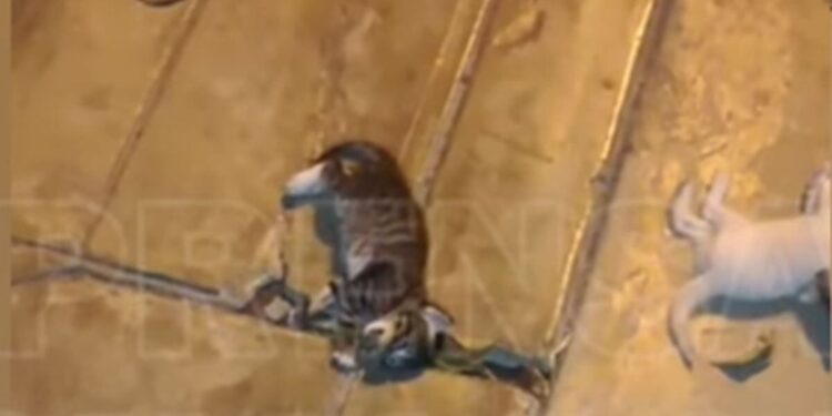 Callao: denuncian que mujer causó la muerte de tres gatos tras arrojarlos desde un tercer piso